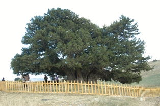 Ağaç müze gibi ziyaretçi çekiyor