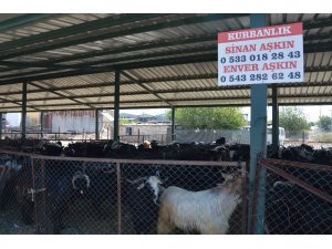 Kurban pazarı hareketlendi