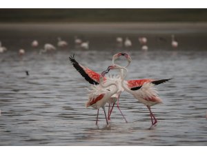 Akgöl, kuş cennetine dönüştü