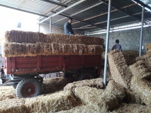 Edirne’de saman balyası sıkıntısı