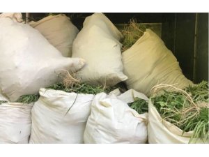 İzmir’de son yıllarda ele geçirilen en yüksek miktarda Hint keneviri yakalandı