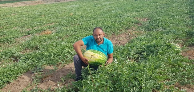 30 kilogramlık karpuz yetiştirdi