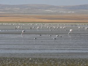 'Flamingo cenneti'nde kuraklık nedeniyle yaşam alanı daralıyor
