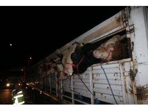 İlk kurbanlıklar İstanbul’a geldi