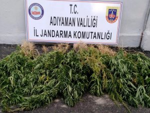 Jandarma kenevir ele geçirdi