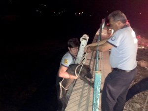 Önce kurtardılar, sonra beslediler