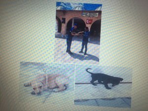 Jandarma köpek hırsızlarını yakaladı