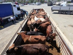 Trabzon’da proje kapsamında genç çiftçilere 575 adet sığır dağıtıldı