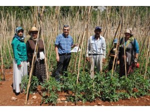 Domates güvesi ve Akdeniz meyve sineğine karşı mücadele