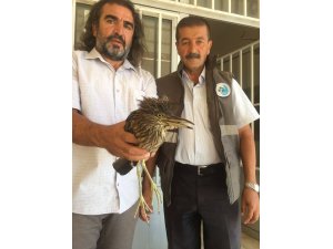 Yaralı Balan kuşu tedavi altına alındı