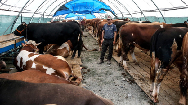 Kurbanlıkların fiyatlarında geçen yıla göre yüzde 30 fark var