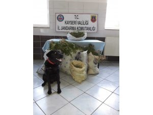 Jandarma’dan Felahiye’de esrar operasyonu