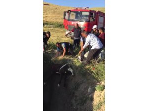 Çukura düşen buzağı itfaiye kurtardı