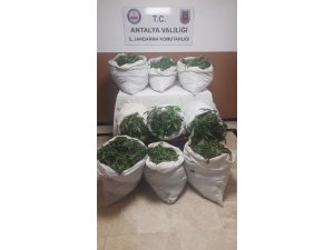 (Düzeltme) Alanya’da 22 bin 400 kök Hint keneviri ele geçirildi