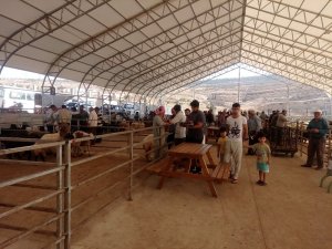 Kurban alım ve satımı Yeni Hayvan Pazarında yapılacak