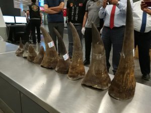 Atatürk Havalimanı’nda gergedan boynuzu yakalandı