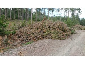 Orman atıklarından enerji üretiliyor