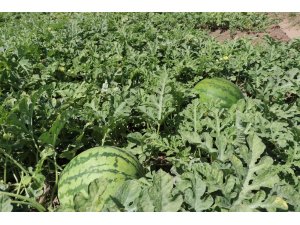 İllere göre karpuz üretimi