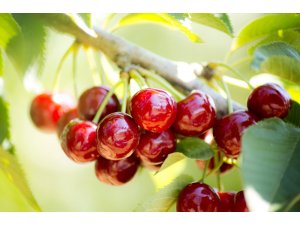 Kiraz ihracatı 161 milyon dolara ulaştı