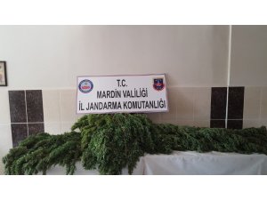 Jandarmadan kenevir operasyonu