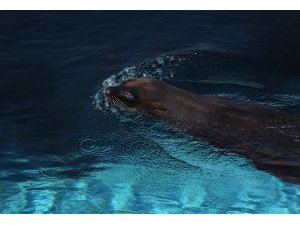 Fok ile bakıcısının dostluğu