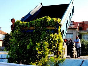 Sarıgöl’de şaraplık üzüm alımları başladı