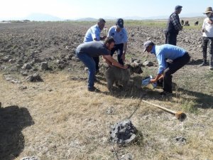 Yiyecek arayan yavru ayının kafası tenekeye sıkıştı