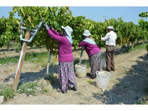 Manisa’da kuru üzüm için hasat erken başladı