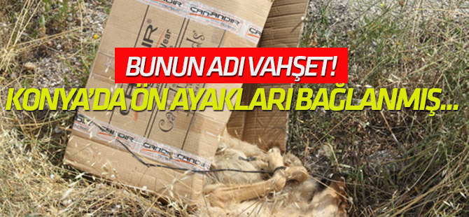 Ön ayakları bağlanan köpek kutu içinde ölüme terk edilmiş