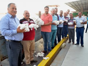 Aydın'da sezonun ilk pamuğu 60 liradan satıldı