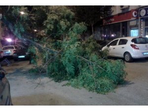 Devrilen ağacın altından son anda kurtuldu