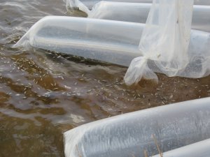 Beyşehir Gölü'nde balıklandırma çalışmaları