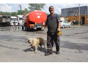 İşçilerin sahiplendiği köpek, atık fabrikasında çıkan yangında tahliye görevlisi gibi çalıştı
