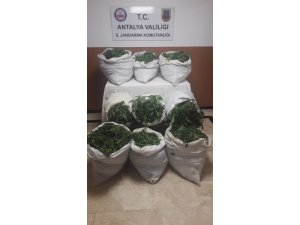 Uyuşturucu operasyonda 1 tutuklama