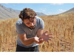 Elbistan’da ‘astronot gıdası’ kinoanın ilk hasadı yapıldı