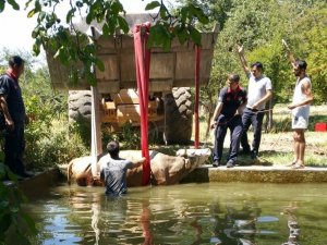 Elazığ’da havuza düşen inek kurtarıldı