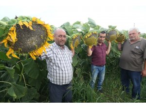 Çin ayçiçeği Yenişehir ovasını sevdi