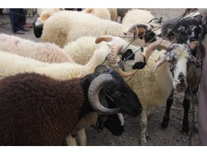 Burhaniye kurban bayramına hazır