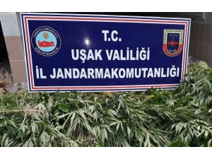 Uşak’ta 136 kök kenevir ele geçirildi