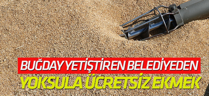 Buğday yetiştiren belediyeden yoksula ücretsiz ekmek