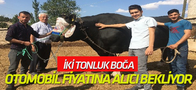 İki tonluk boğa, otomobil fiyatına alıcı bekliyor