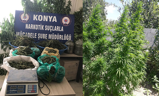 Kenevirlerin boyu bahçe boyunu aşınca...