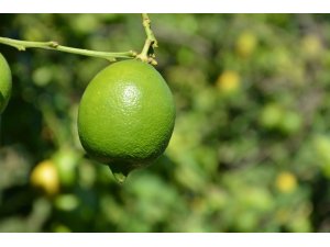 Dalaman TİGEM’de limon ihalesi