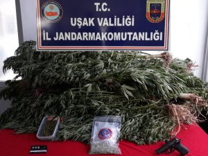 Jandarmadan uyuşturucu operasyonu