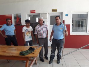 Evine giren yılan beslediği kuşu yedi