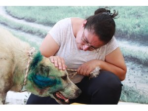 Antalya’da çoban köpeği tabanca ile vuruldu