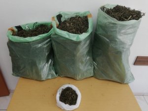 Sakarya’da 11 kilogram 900 gram esrar ele geçirildi
