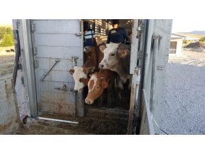 Genç çiftçiye büyükbaş hayvan desteği