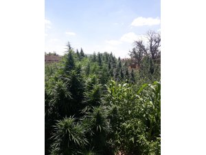 Konya'da uyuşturucu operasyonu