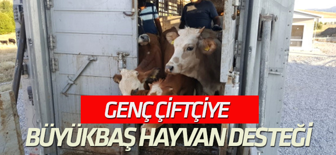 Genç Çiftçiye Büyükbaş Hayvan Desteği